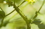 Common sneezeweed